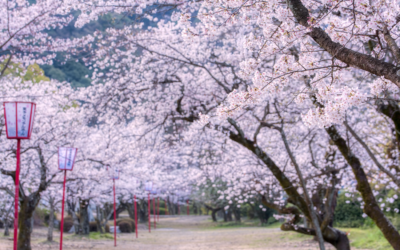 Florescendo com as Sakuras: A Jornada do Mapeamento Emocional
